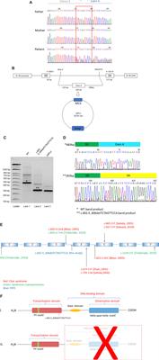 TFAP2B Haploinsufficiency Impacts Gastrointestinal Function and Leads to Pediatric Intestinal Pseudo-obstruction